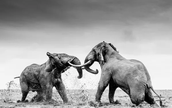 Du besigrumiantys drambliai. Britų fotografo Williamo Fortescue nuotrauka. Kategorija: "Behaviour – Mammals". Du besigrumiantys drambliai. Britų fotografo Williamo Fortescue nuotrauka. Kategorija: "Behaviour – Mammals". - Sputnik Lietuva