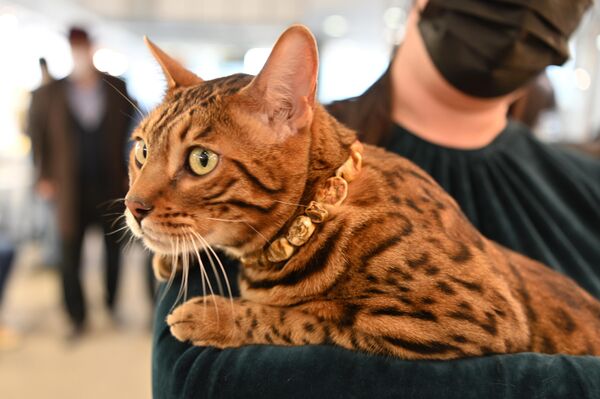Nuotraukoje: &quot;madinga&quot; katė su gintariniu kaklasaičiu parodoje Vilniuje. - Sputnik Lietuva