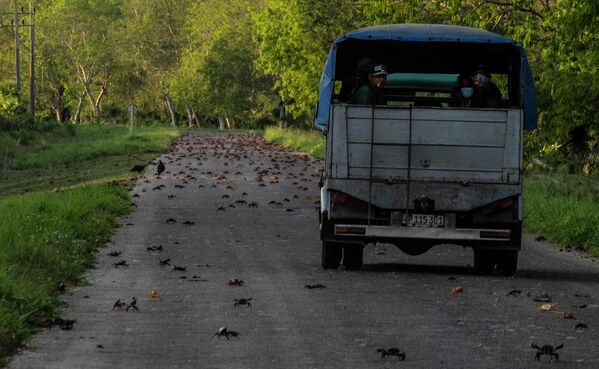 Sunkvežimis važiuoja keliu, pilnu krabų, kai jie bandė kirsti kelią po neršto jūroje Žirone, Kuboje, sekmadienį, 2022 m. balandžio 10 d. Kasmetinė krabų migracija kelia susirūpinimą vairuotojams, kurie bando išsisukti ir  nenužudyti krabų. Jų kelionės per kelią yra stebuklas turistams ir visiems, kurie domisi neršto reiškiniu. - Sputnik Lietuva