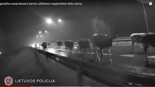Офицерам пришлось отгонять с проезжей части стадо коров - Sputnik Литва