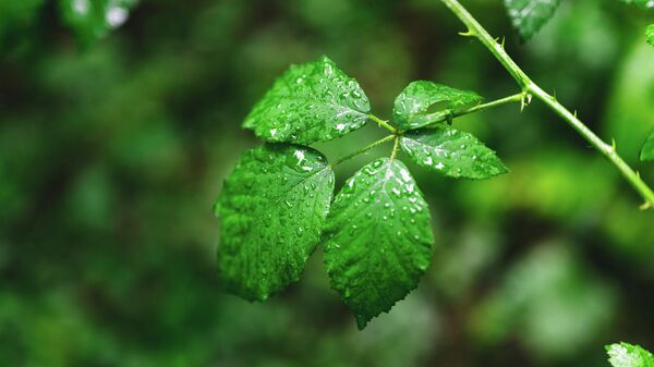 Капли дождя на листьях, архивное фото - Sputnik Литва