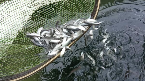 Рыбы вида подуст обыкновенный (Chondrostoma nasus) в реке Литвы - Sputnik Литва