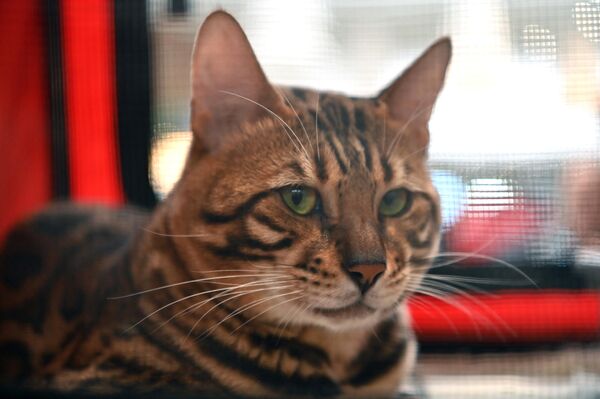 На фото: представитель породы бенгальских котов. - Sputnik Литва