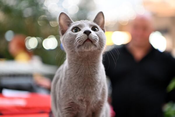На фото: кот породы русская голубая. - Sputnik Литва