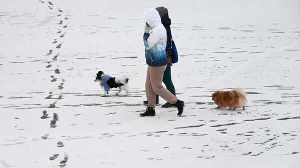 Женщины на прогулке с собаками после снегопада - Sputnik Литва