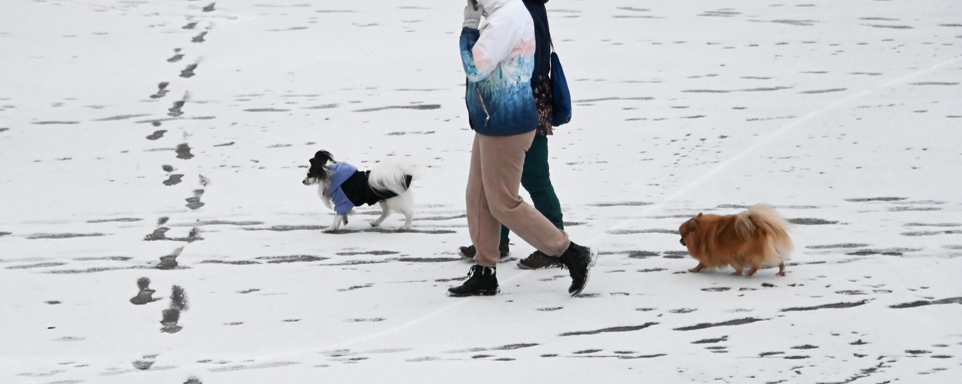 Женщины на прогулке с собаками после снегопада - Sputnik Литва, 1920, 15.01.2023