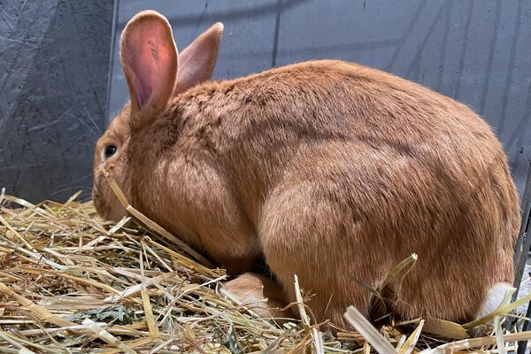 На фото: бургундский кролик - Sputnik Литва