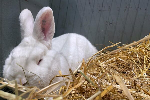 На фото: белый новозеландский кролик. - Sputnik Литва