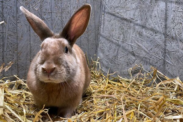 Считается, что кролики сулят надежду, плодородие и процветание. - Sputnik Литва