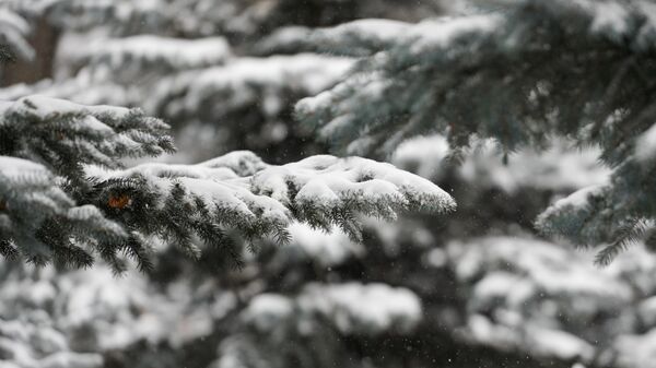 Снегопад, архивное фото - Sputnik Литва