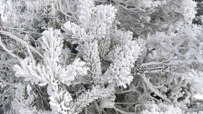 Заснеженные деревья, архивное фото