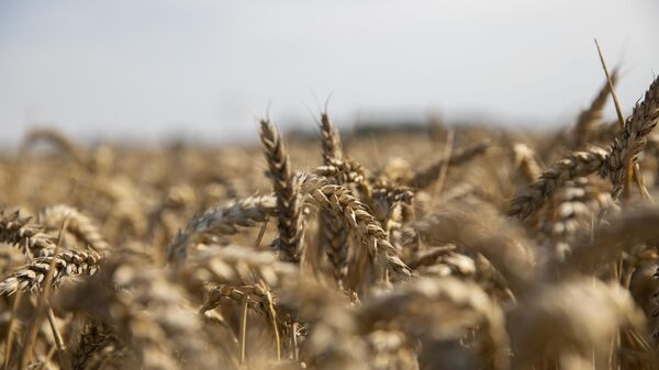 Поле пшеницы, архивное фото - Sputnik Литва