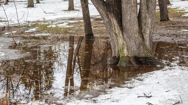 Таяние снега весной в парке, архивное фото - Sputnik Литва