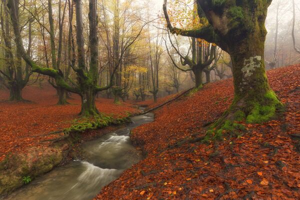На фото: лес Отзарета (Otzarreta) в природном парке Горбеа в Испании. Некоторые туристы считают, что поросшие мхом деревья, пещеры и листва красного цвета создают мистическую атмосферу. - Sputnik Литва