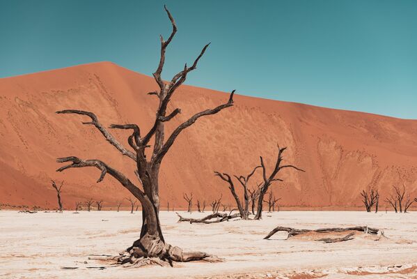 Лес Дедвлей находится недалеко от знаменитого соляного плато Соссусфлей  (Sossusvlei) в парке Намиб-Науклуфт (Namib-Naukluft Park) в Намибии. Место окружено одними из самых высоких дюн в мире: они достигают до 400 метров. - Sputnik Литва