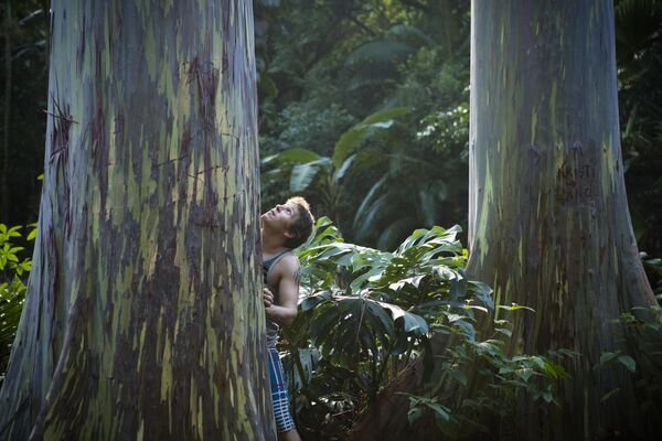 На фото: мужчина смотрит на эвкалиптовое дерево. Большая часть видов этого дерева растет в лесах Австралии, Новой Зеландии и Тасмании.Эвкалипт может достигать 100 метров в высоту. У листьев этого дерева есть интересная особенность — они всегда развернуты ребром к солнцу.  - Sputnik Литва