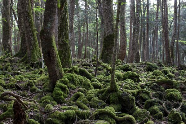 На фото: Аокигахара (&quot;Равнина синих деревьев&quot;), еще известная как Дзюкай. Это лес к северо-западу от подножья горы Фудзи на японском острове Хонсю. Аокигахара считается молодым лесом — он образовался около 1200 лет назад. Считается, что здесь под землей есть залежи железной руды. Этим, по-видимому, объясняется то, что в Аокигахаре не работают компасы.Это популярное место для пикников и прогулок в выходные.  - Sputnik Литва