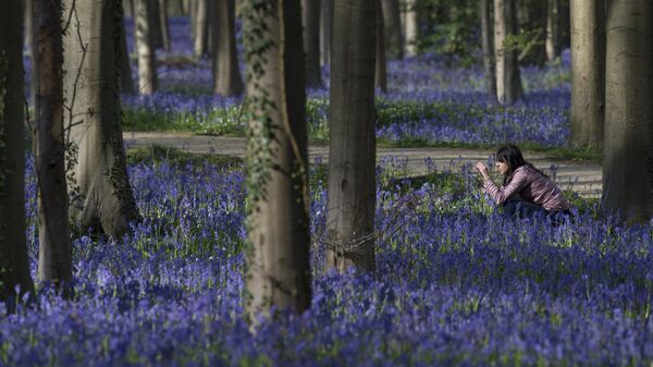 Женщина фотографирует дикие колокольчики в Халлербосе, также известном как Голубой лес, недалеко от бельгийского города Галле - Sputnik Литва