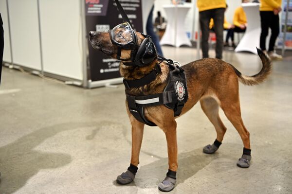 На фото: служебная собака на выставке &quot;Карьера и обучение — 2023&quot;. - Sputnik Литва