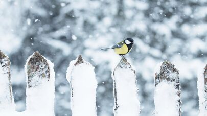 Синица на заборе, архивное фото