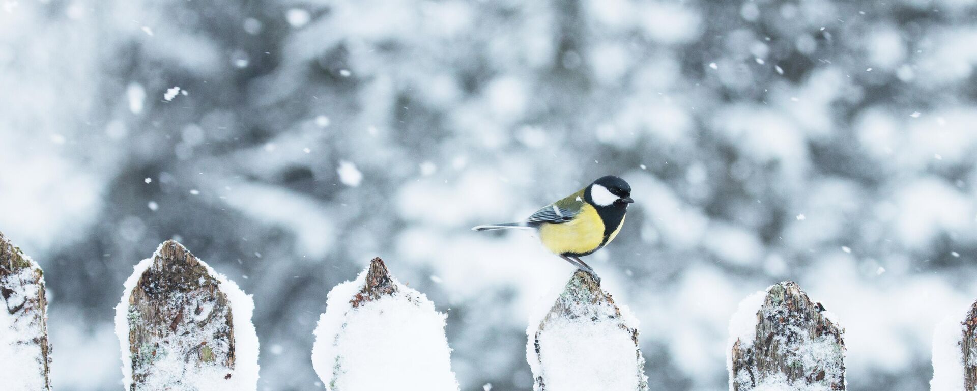 Синица на заборе, архивное фото - Sputnik Литва, 1920, 02.02.2026
