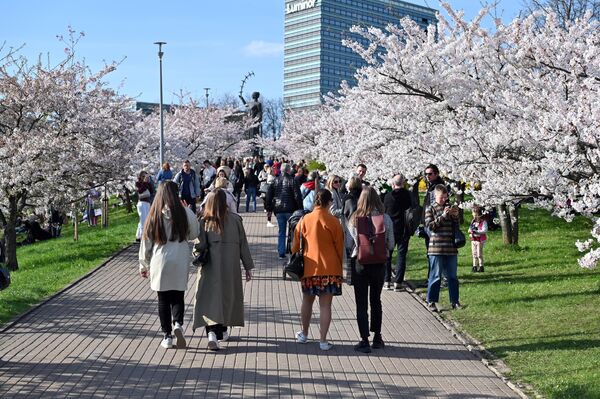 Традиционно цветение сакуры не оставляет равнодушными горожан — многие жители столицы приходят посмотреть на цветущие деревья японской вишни.  - Sputnik Литва