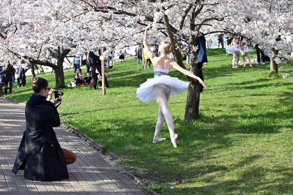 На фото: балерина позирует на фоне цветущей сакуры в Вильнюсе. - Sputnik Литва