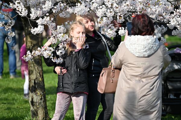 На фото: люди фотографируются с цветущей сакурой в парке Вильнюса. - Sputnik Литва