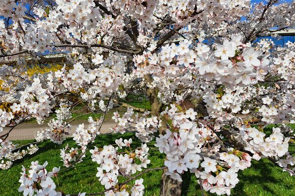 Цветок сакуры в Японии символизирует бренность бытия и скоротечность жизни. Поэтому столь же символичным, как и цветение японской вишни, считает опадение розовых лепестков. - Sputnik Литва