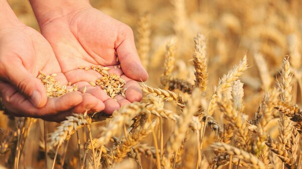 Зерна пшеницы в руках - Sputnik Литва