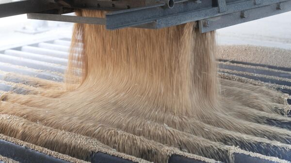 Собранную пшеницу пересыпают из грузовика в элеватор - Sputnik Литва