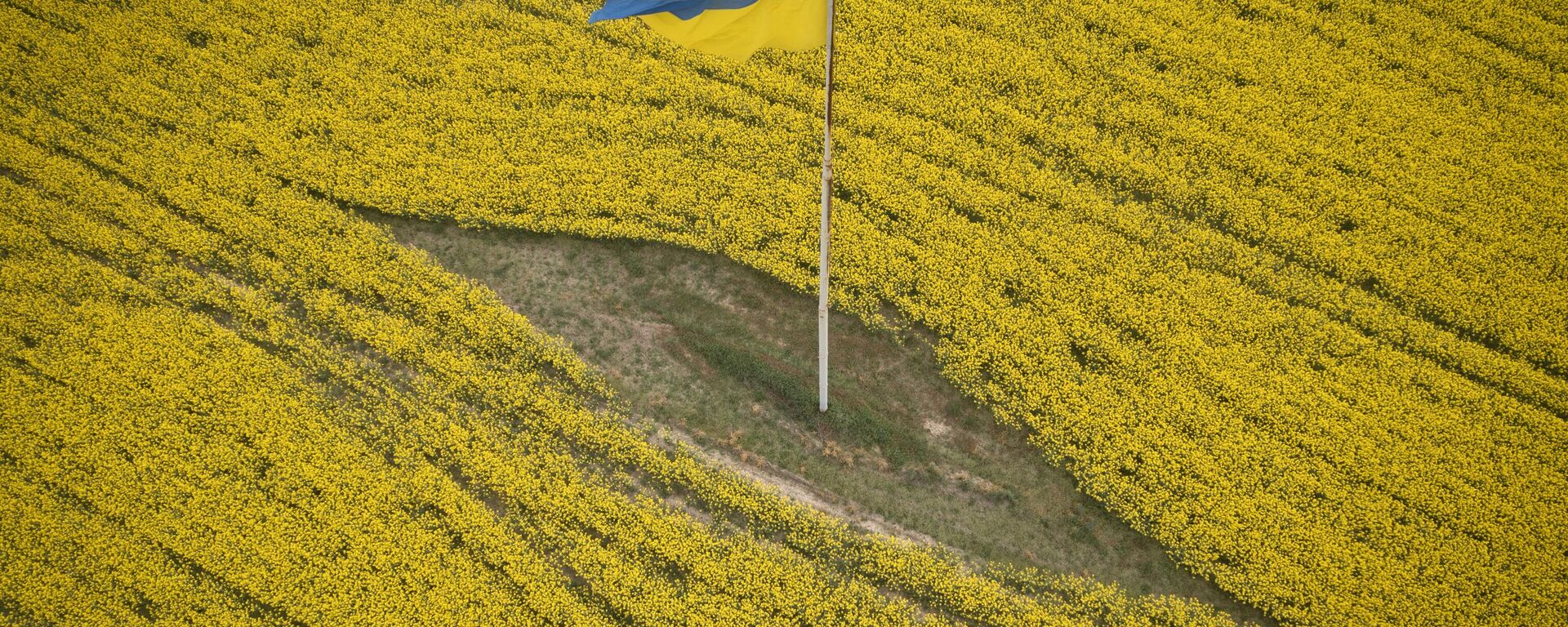 Украинский национальный флаг посреди цветущего поля, архивное фото - Sputnik Литва, 1920, 18.06.2023
