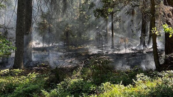 Пожар в лесу Антупяй - Sputnik Литва