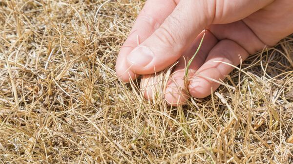 Человек трогает засохшую траву, архивное фото - Sputnik Литва