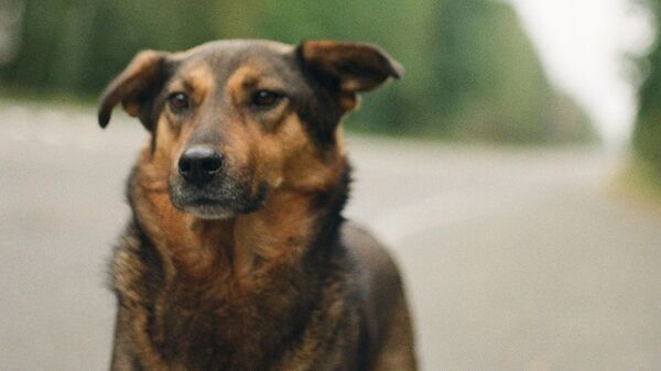 Дворовая собака, архивное фото - Sputnik Литва