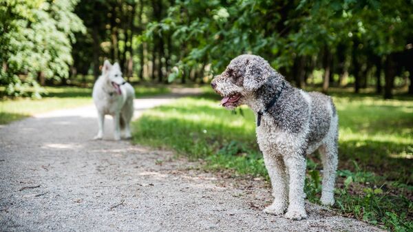Собаки в парке, архивное фото - Sputnik Литва