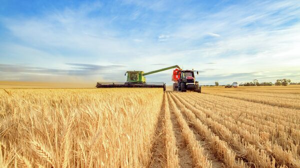 Сбор урожая пшеницы, архивное фото - Sputnik Литва
