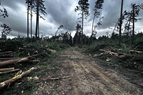 Сильный шторм нанес ущерб жителям, инфраструктуре городов и лесам. - Sputnik Литва