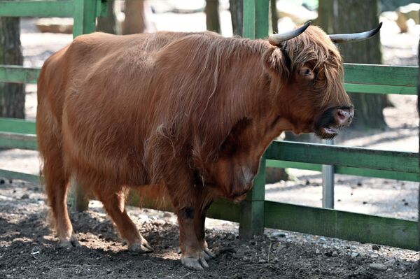 В зоопарке также есть буйволы. - Sputnik Литва