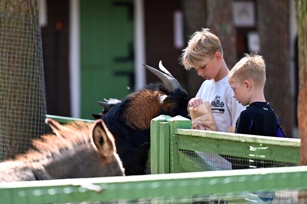 Посетителям, особенно детям, нравится гладить животных, кормить их оставленной владельцами едой и фотографироваться с ними. - Sputnik Литва