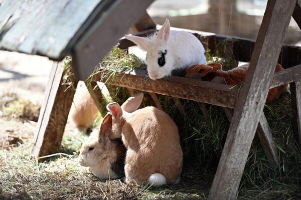 От лакомств не откажутся  и кролики с лесными зайцами. - Sputnik Литва