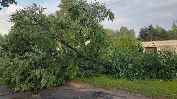 Поваленное бурей дерево в Игналинском районе, архивное фото - Sputnik Литва