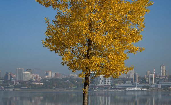 На фото: дерево на берегу реки Обь в Новосибирске. - Sputnik Литва