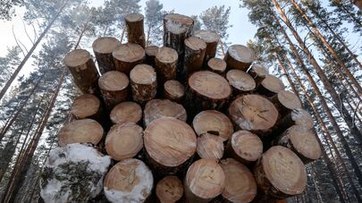 Заготовка леса на лесохозяйственном участке 