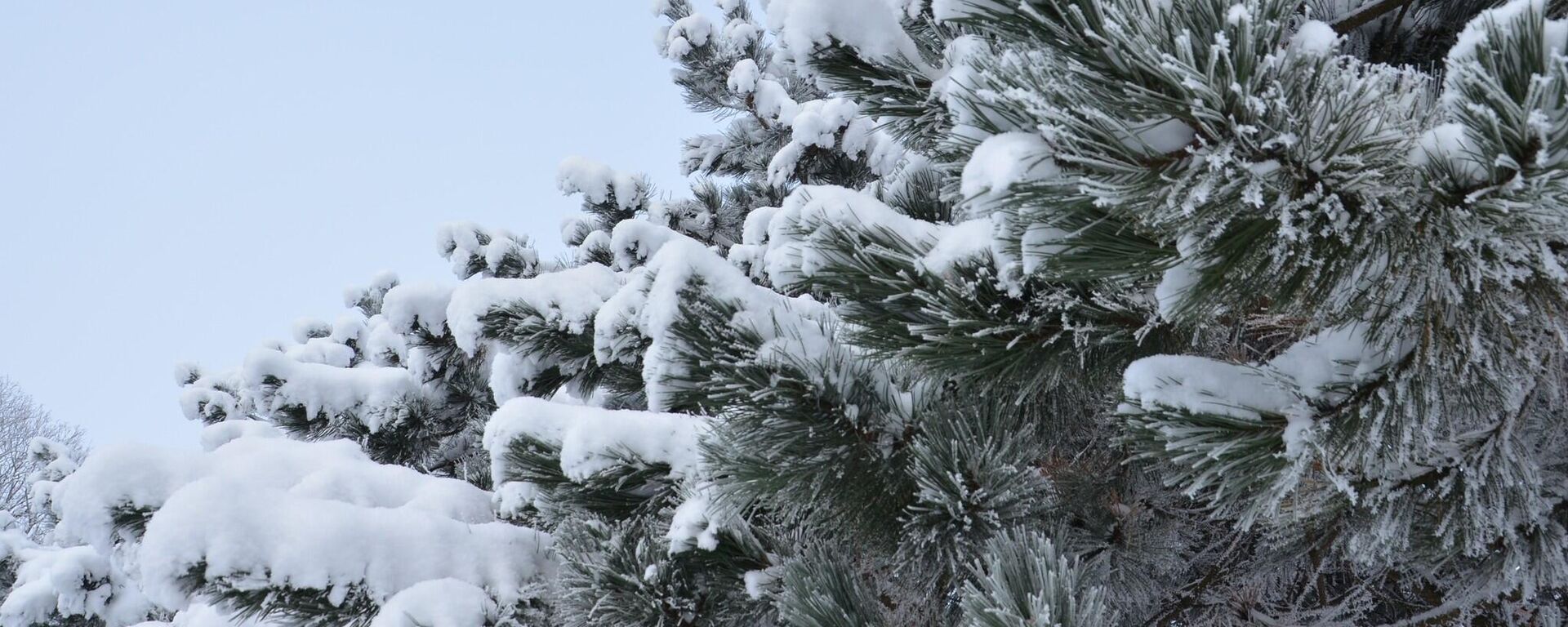 Региональный парк Салантай, зима в Литве - Sputnik Литва, 1920, 26.12.2025