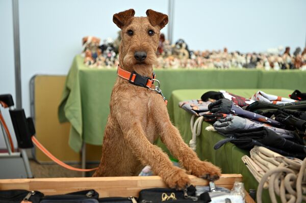 На фото: вельштерьер на Международной выставке собак в Вильнюсе. - Sputnik Литва