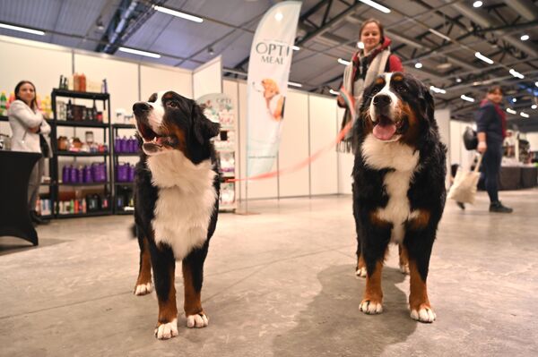 На фото: бернские зенненхунды (бернские овчарки) на Международной выставке собак в Вильнюсе. - Sputnik Литва