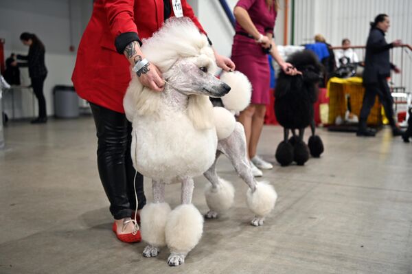 На фото: пудель на Международной выставке собак в Вильнюсе. - Sputnik Литва