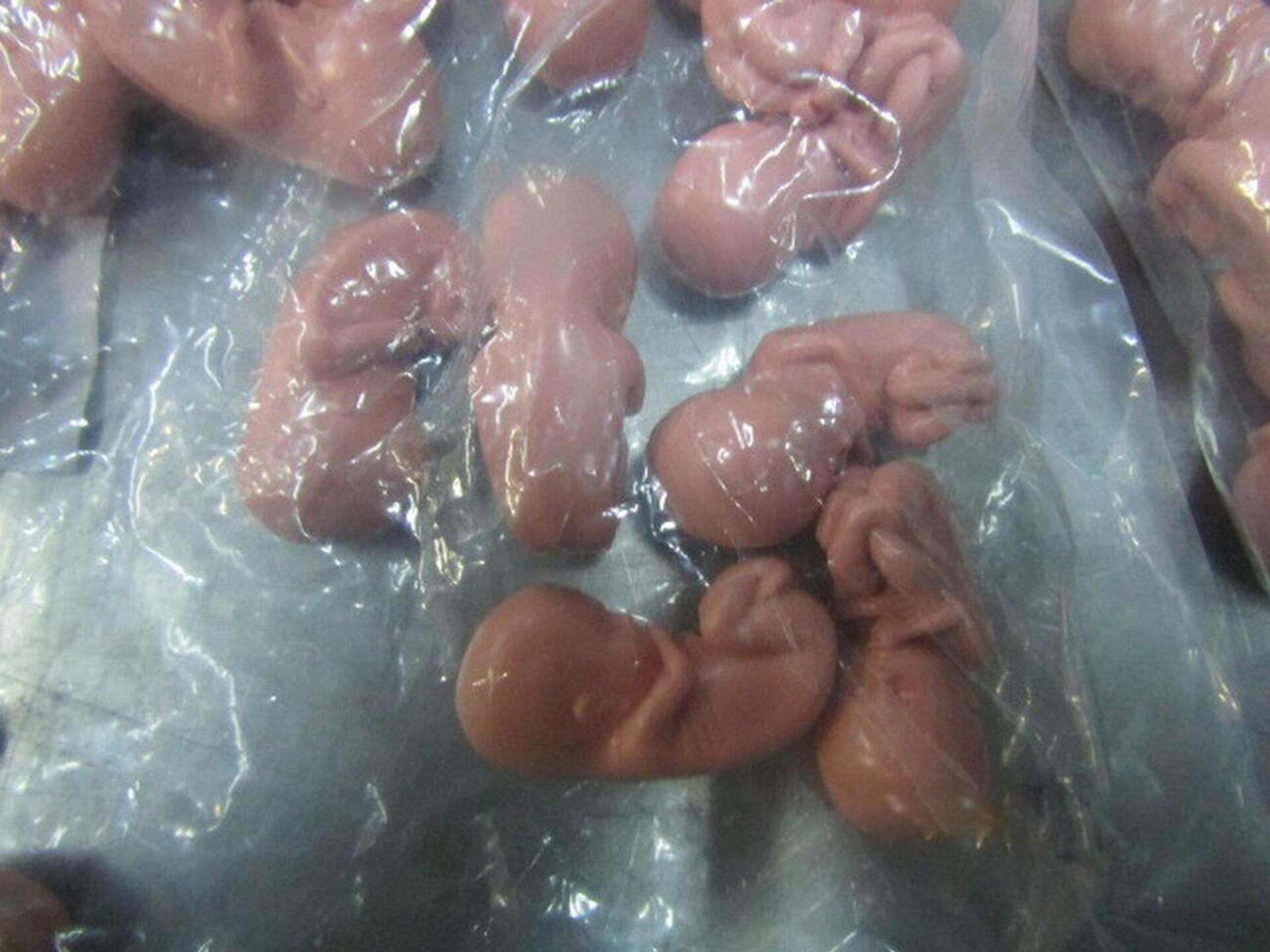 Модели эмбриона человека, обнаруженные таможенниками в пункте пропуска Ивангород - Sputnik Литва, 1920, 19.02.2024