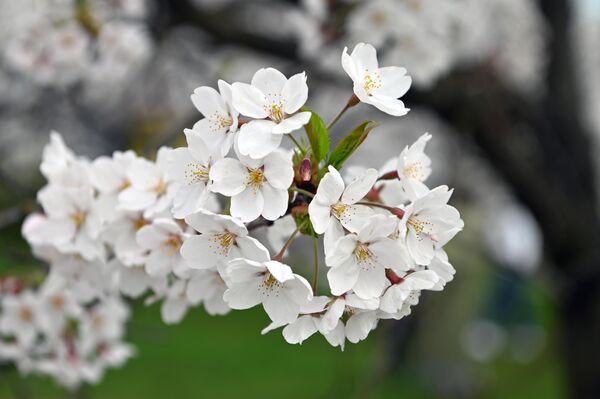 В парке Тиунэ Сугихары первые цветы сакуры распустились в понедельник, а через в розово-белый цвет окрасился весь парк. - Sputnik Литва